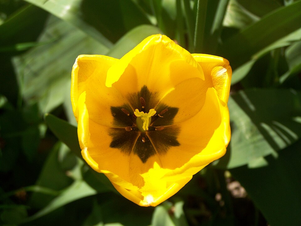 Yellow tulip close-up